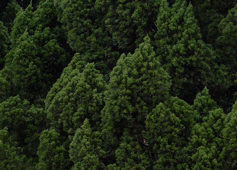绿森林计划